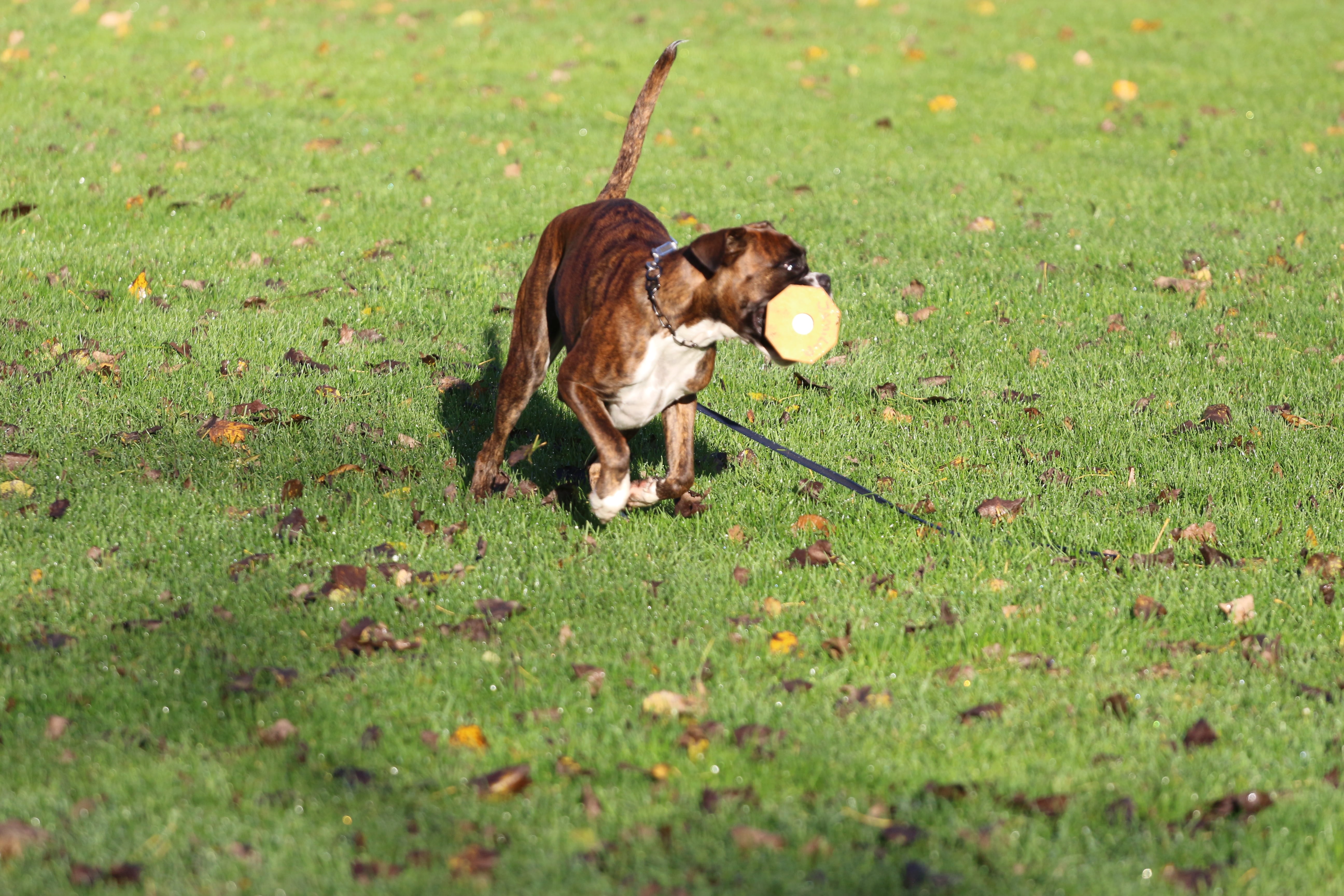 November 2022 - Træning Sydkyst