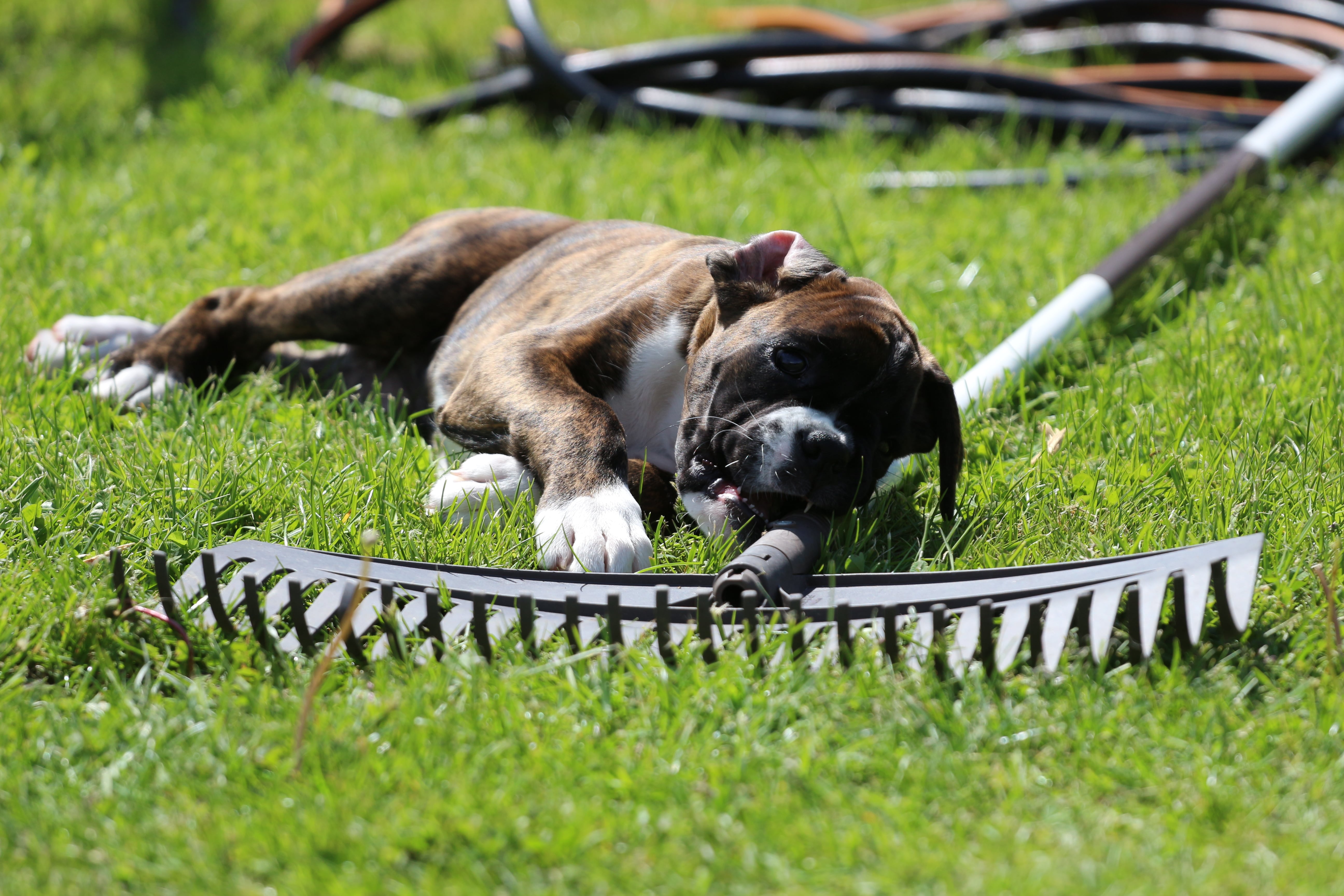 Juni 2021 - Havearbejde