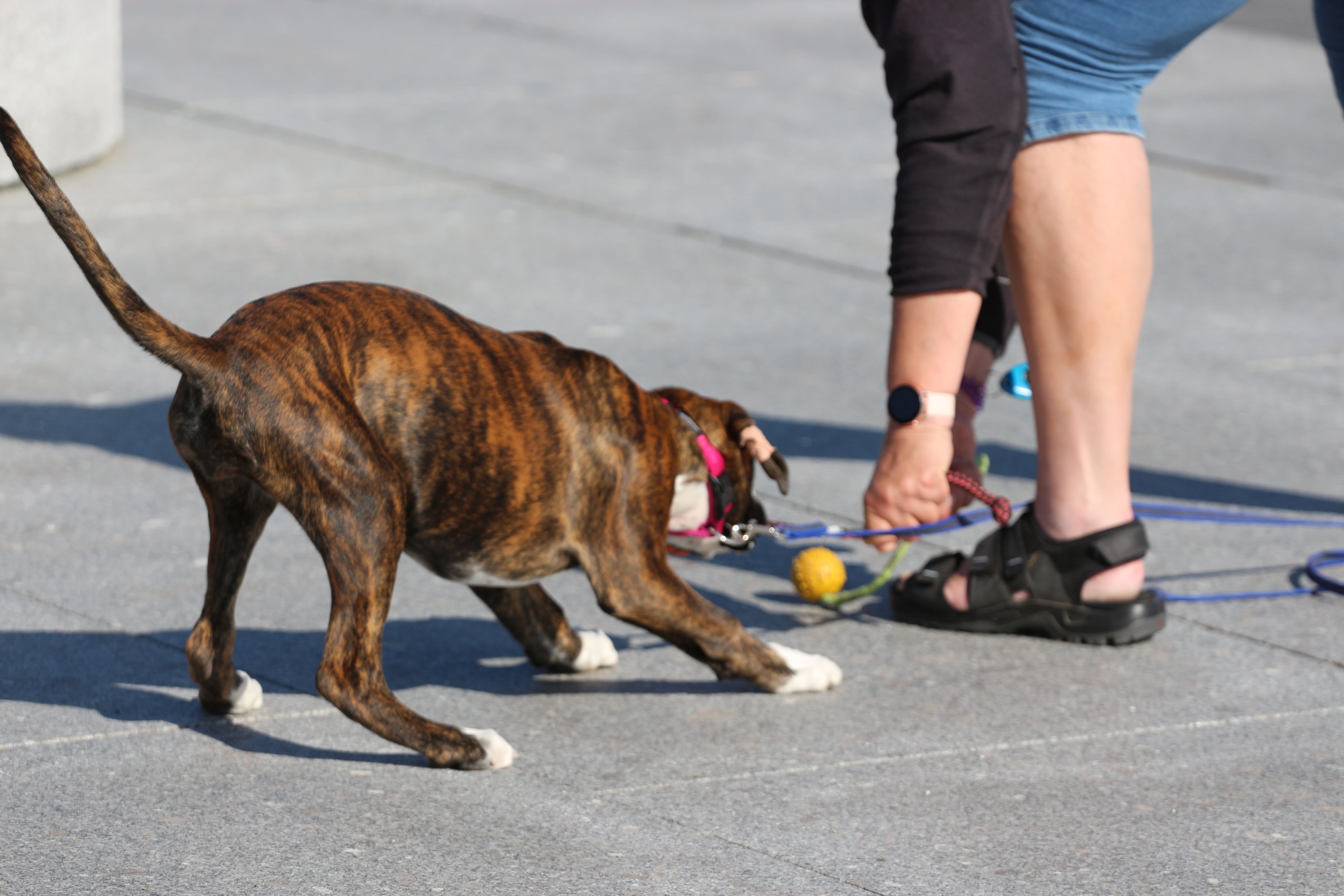 Juni 2021 - Hvalpetræning