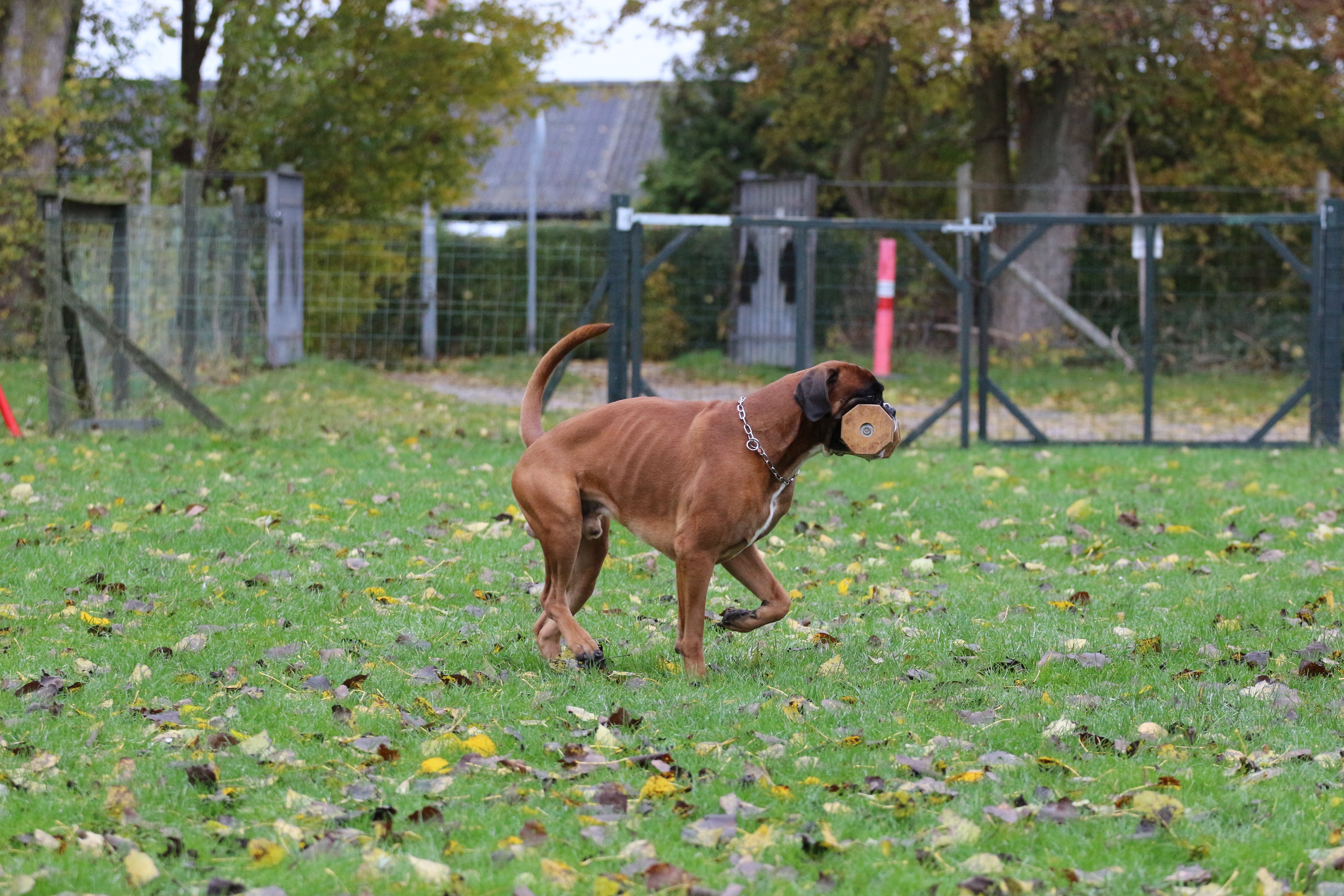 November 2025 - Træning Sydkyst