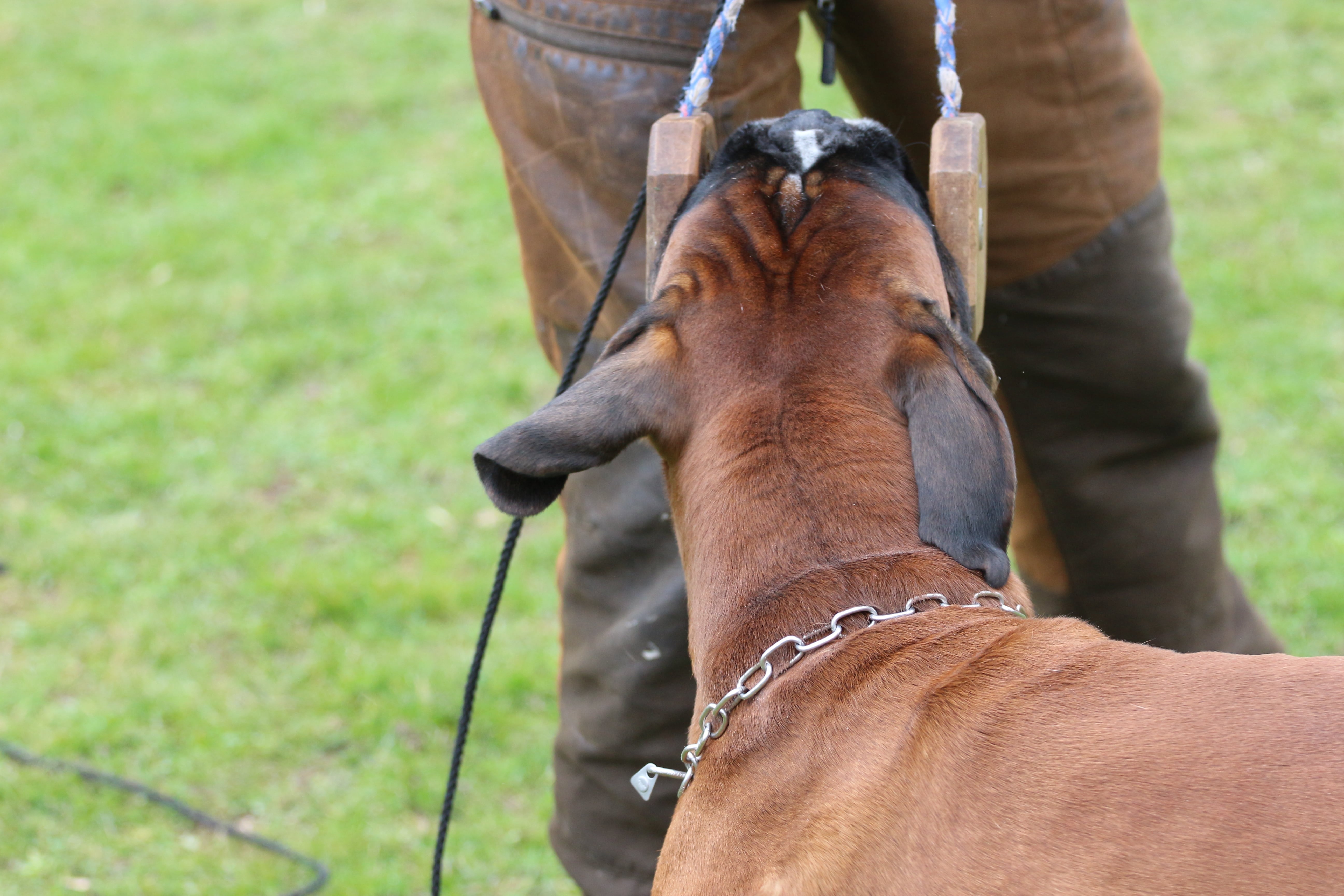Februar 2026 - Lydighedkursus Årslev